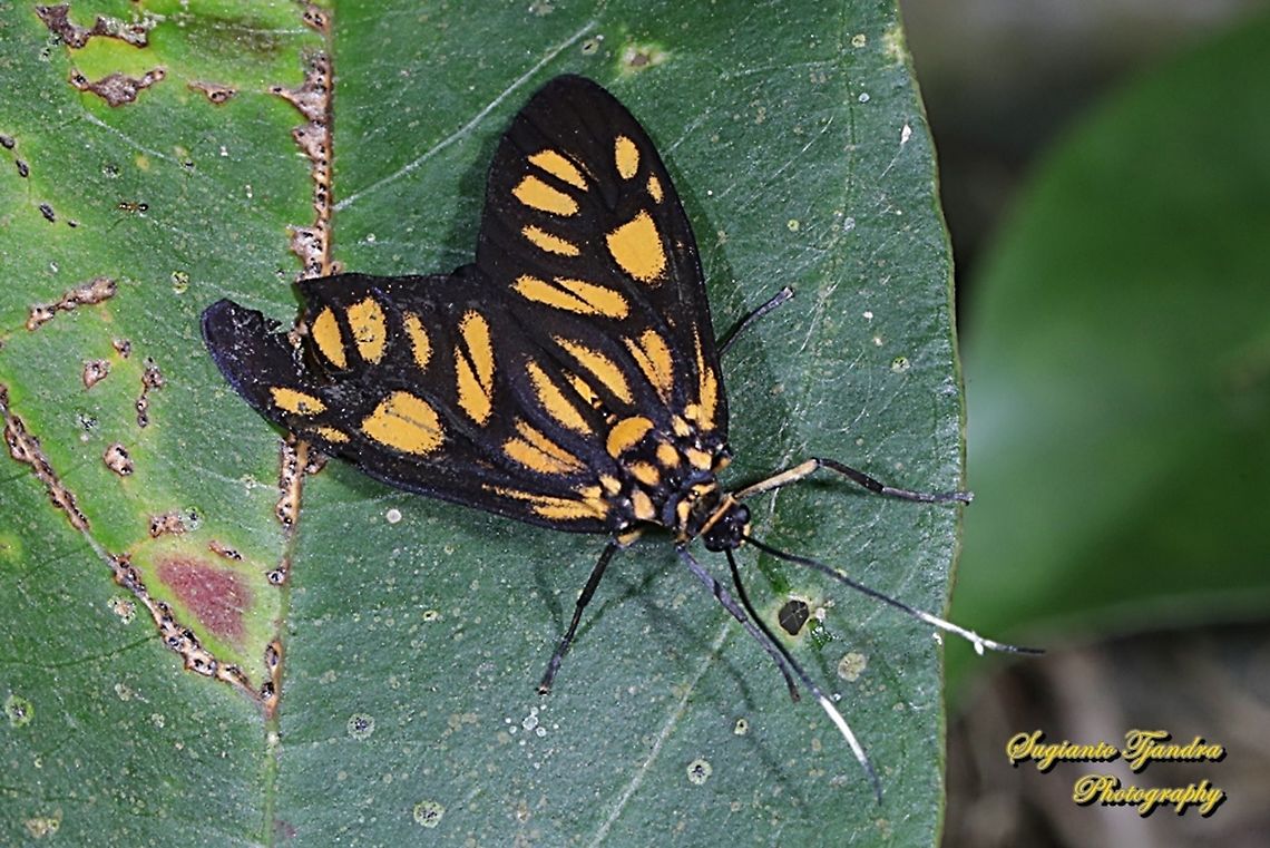 Spotted Tiger Moth, Amata pfeifferae  Fall,Geotagged,Indonesia