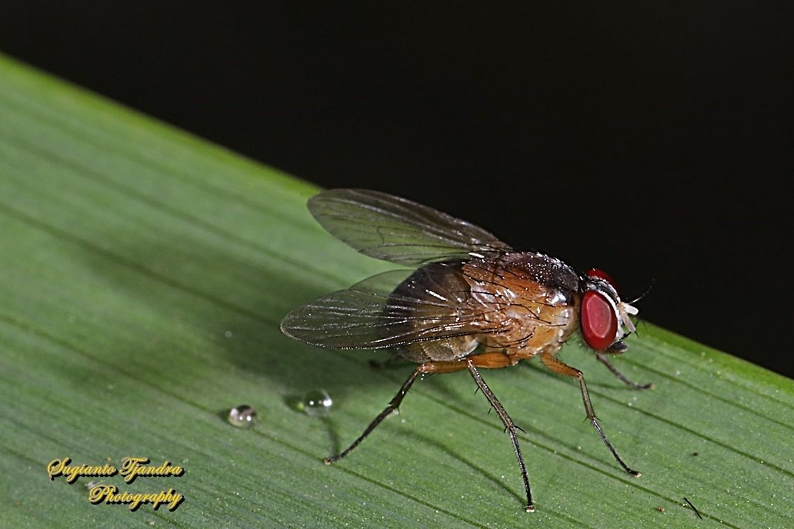 6U8A0079_150620  Fall,Geotagged,Indonesia