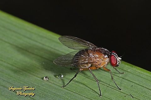 6U8A0079_150620  Fall,Geotagged,Indonesia