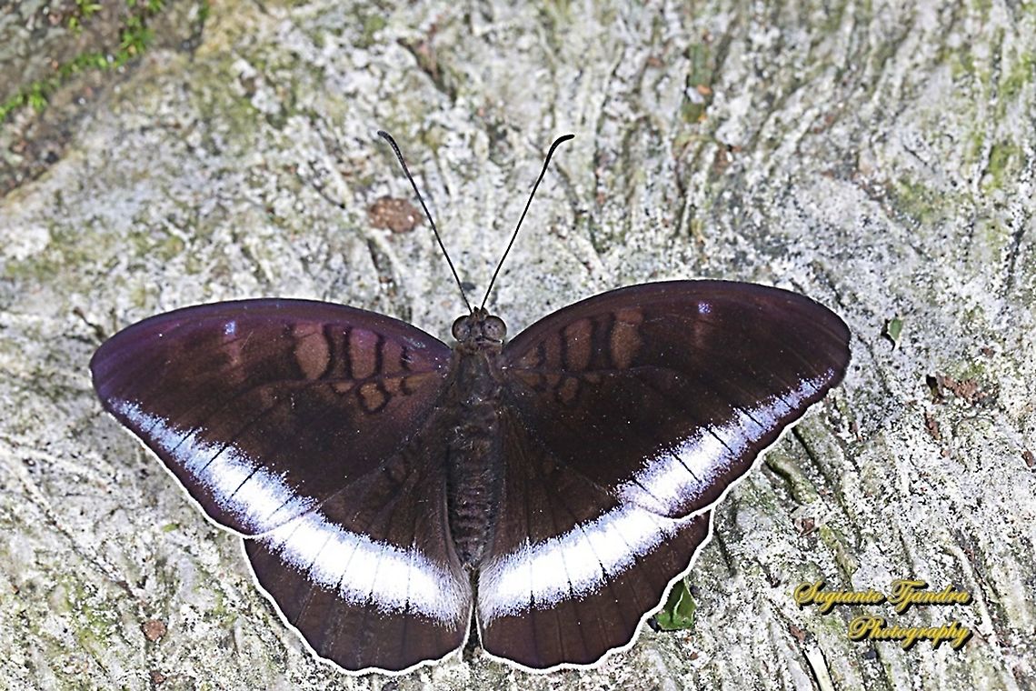 Horsfield's Baron, Java Tanaecia iapis iapis  Fall,Geotagged,Horsfield's Baron,Indonesia,Tanaecia iapis
