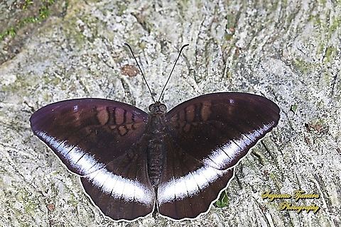 Horsfield's Baron, Java Tanaecia iapis iapis  Fall,Geotagged,Horsfield's Baron,Indonesia,Tanaecia iapis