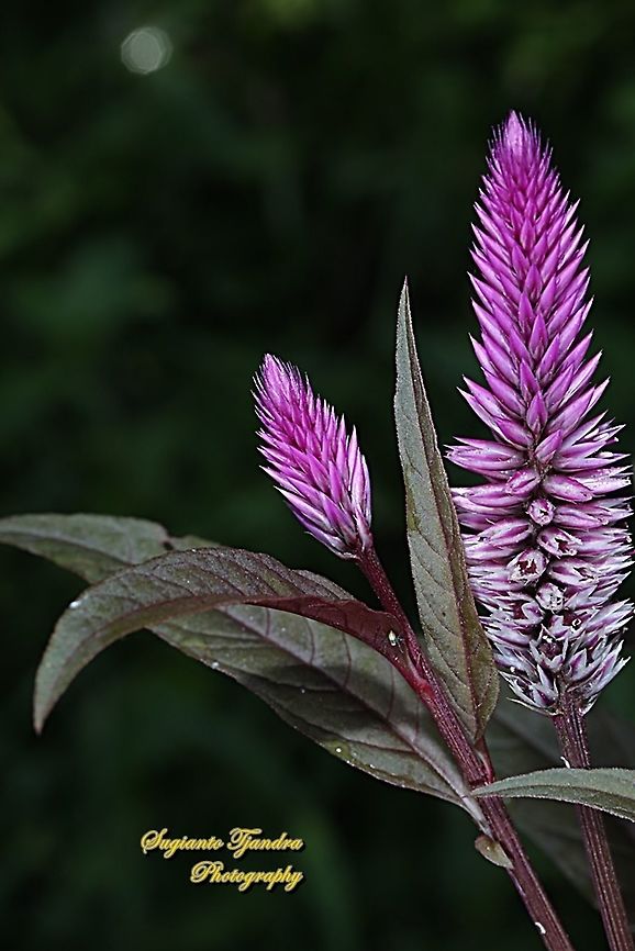 Flamingo feather, Celosia spicata,Amaranthaceae  Celosia spicata,Fall,Geotagged,Indonesia,Spiked cockscomb