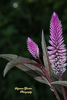 Flamingo feather, Celosia spicata,Amaranthaceae  Celosia spicata,Fall,Geotagged,Indonesia,Spiked cockscomb