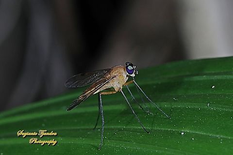 Snipe fly, Chrysopilus, Rhagionidae  Fall,Geotagged,Indonesia