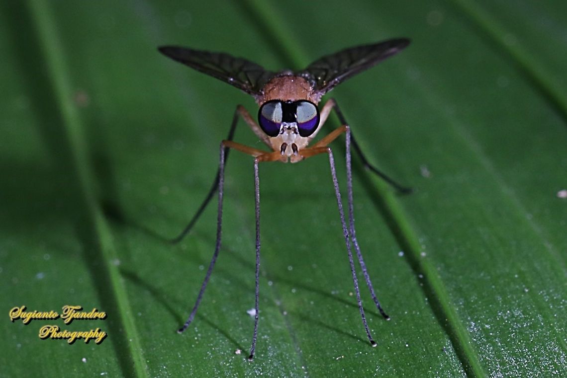 Snipe fly, Chrysopilus, Rhagionidae  Fall,Geotagged,Indonesia