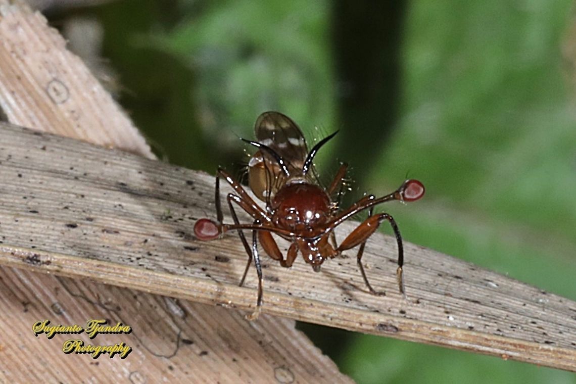 Stalk-eyed fly, Diopsidae Sp  Fall,Geotagged,Indonesia