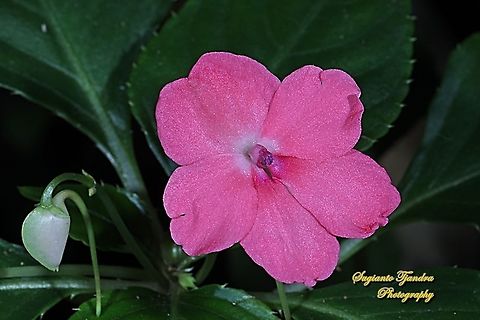 Impatiens flower, Impatiens walleriana  Busy Lizzy,Fall,Geotagged,Impatiens walleriana,Indonesia