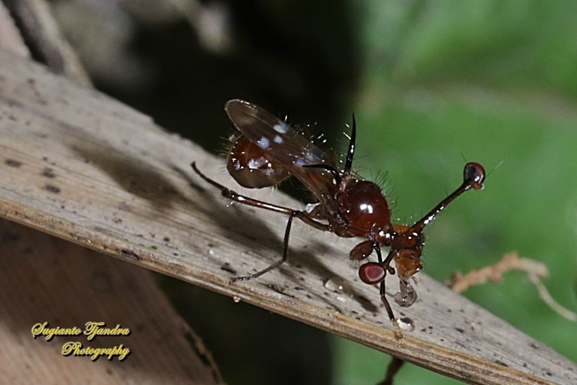 Stalk-eyed fly, Diopsidae Sp  Fall,Geotagged,Indonesia