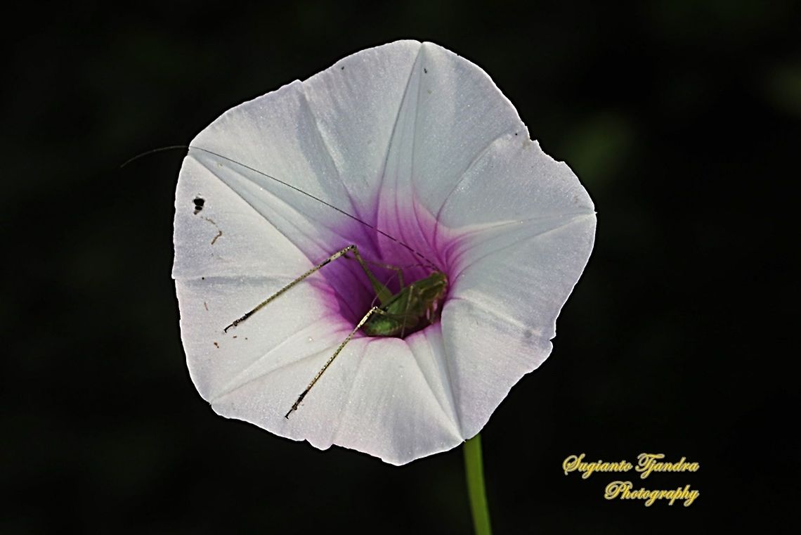 Sweet potato flower, Ipomoea batatas  Fall,Geotagged,Indonesia,Ipomoea batatas,Sweet potato