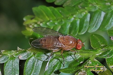 Lauxaniid fly, Homoneura Sp., Lauxaniidae  Fall,Geotagged,Indonesia