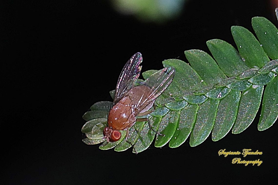 Lauxaniid fly, Homoneura Sp., Lauxaniidae  Fall,Geotagged,Indonesia