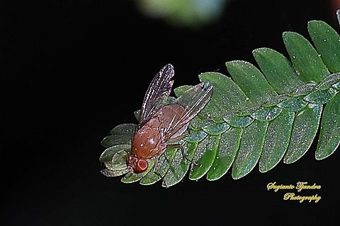 Lauxaniid fly, Homoneura Sp., Lauxaniidae  Fall,Geotagged,Indonesia