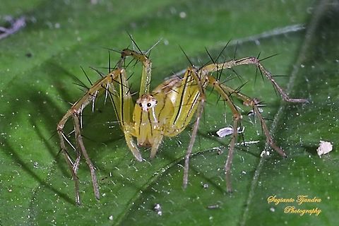 Lynx Spider, Oxyopidae sp.  Fall,Geotagged,Indonesia