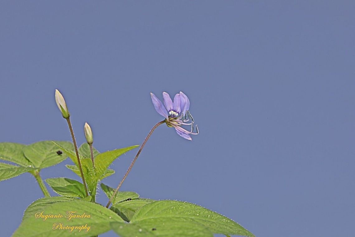 Purple Cleome, Cleome rutidosperma  Cleome rutidosperma,Fringed spider flower