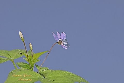 Purple Cleome, Cleome rutidosperma  Cleome rutidosperma,Fringed spider flower