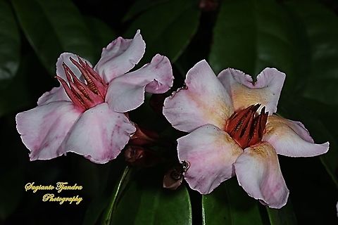 Climbing Oleander, Strophanthus gratus  Fall,Geotagged,Indonesia,Strophanthus gratus