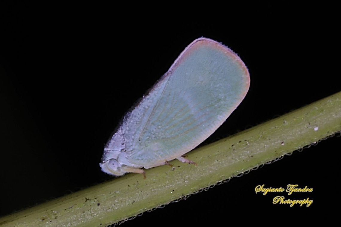 Flatid planthopper, Flatidae  Fall,Geotagged,Indonesia