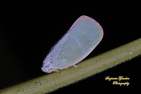 Flatid planthopper, Flatidae  Fall,Geotagged,Indonesia