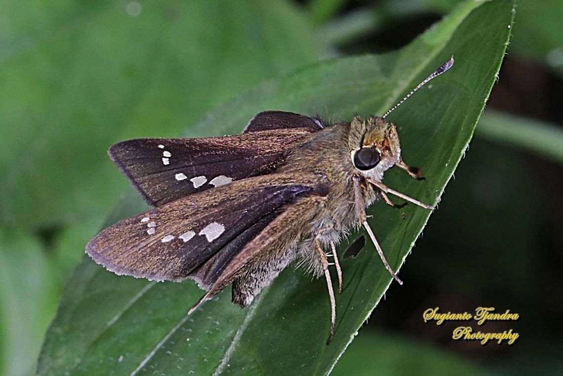 Skipper butterfly, Parnana sp.  Fall,Geotagged,Indonesia