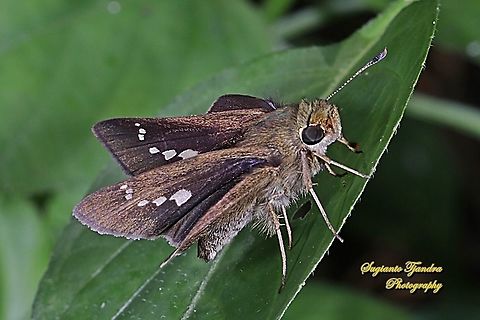 Skipper butterfly, Parnana sp.  Fall,Geotagged,Indonesia