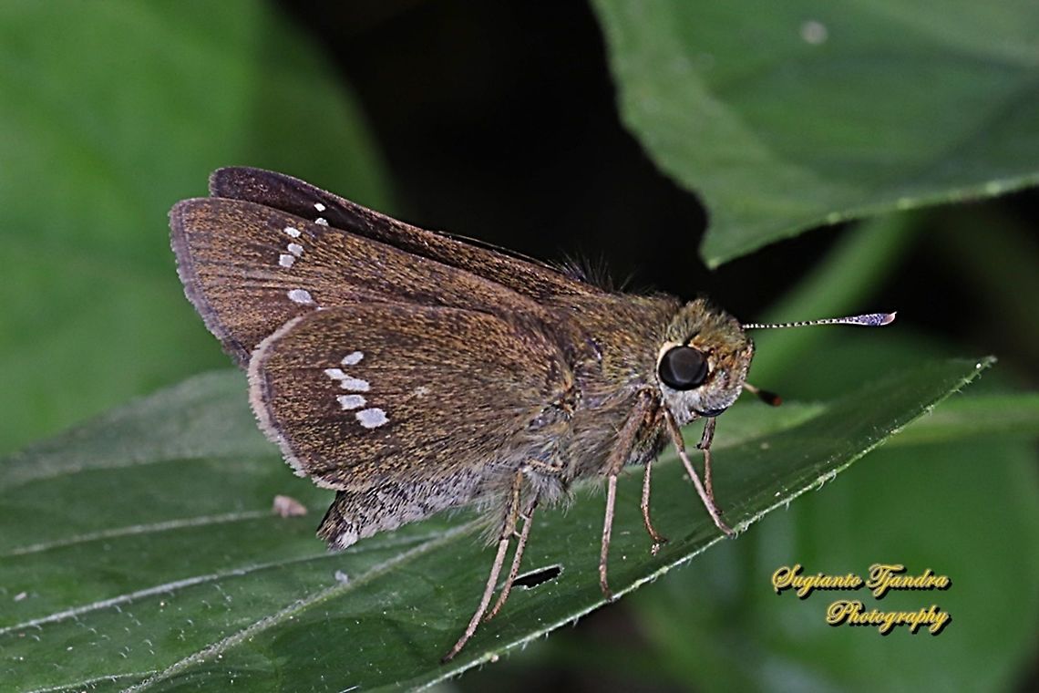 Skipper butterfly, Parnana sp.  Fall,Geotagged,Indonesia