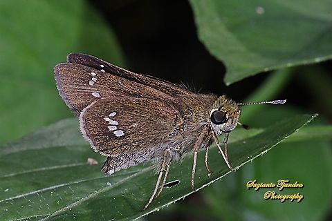 Skipper butterfly, Parnana sp.  Fall,Geotagged,Indonesia