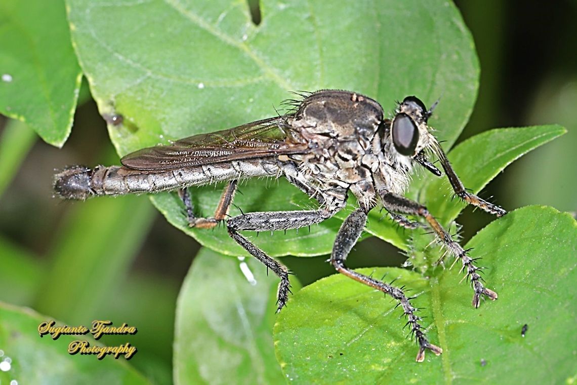 Black Robber fly, Asilidae  Fall,Geotagged,Indonesia