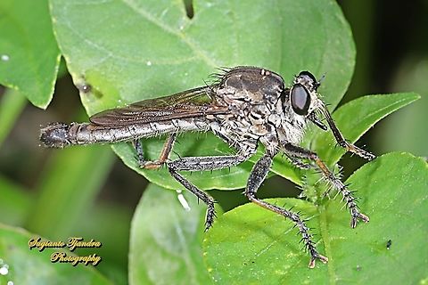 Black Robber fly, Asilidae  Fall,Geotagged,Indonesia