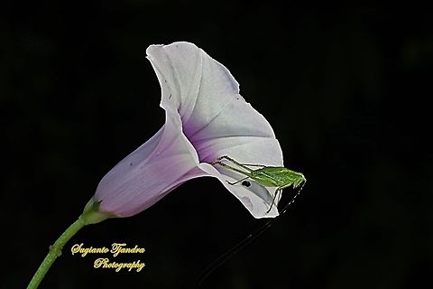 Fork-tailed Bush Katydid nymph, Tettigoniida on the Sweet potato flower, Ipomoea batatas  Fall,Geotagged,Indonesia