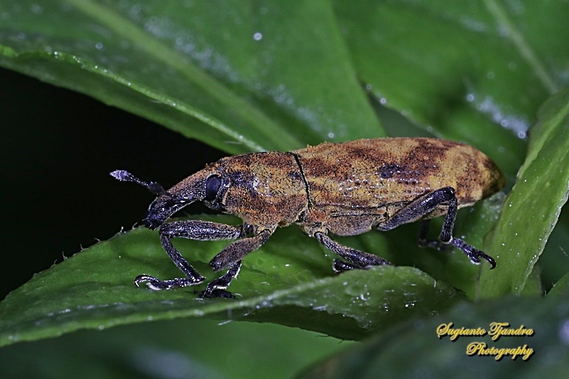 Weevil, Curculionoidea  Fall,Geotagged,Indonesia