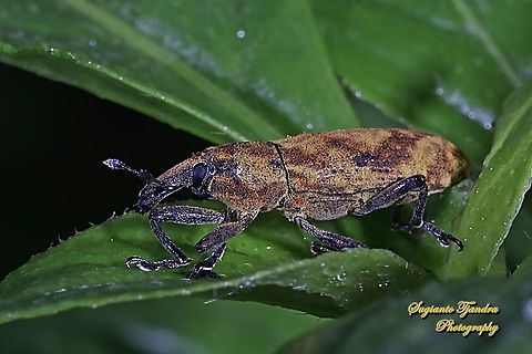 Weevil, Curculionoidea  Fall,Geotagged,Indonesia