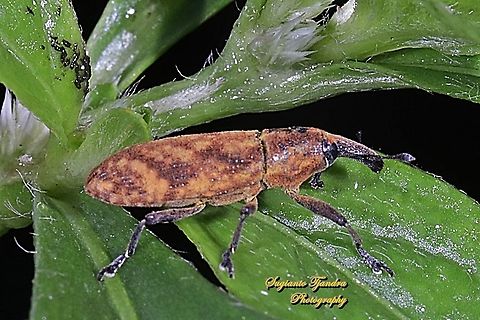 Weevil, Curculionoidea  Fall,Geotagged,Indonesia