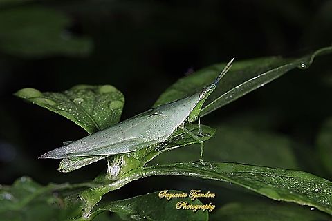 Vegetable grasshopper-Atractomorpha similis Sp.  Atractomorpha similis,Fall,Geotagged,Indonesia