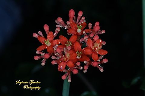 Buddha Belly Plant flower, Jatropha podagrica  Fall,Geotagged,Indonesia,Jatropha podagrica