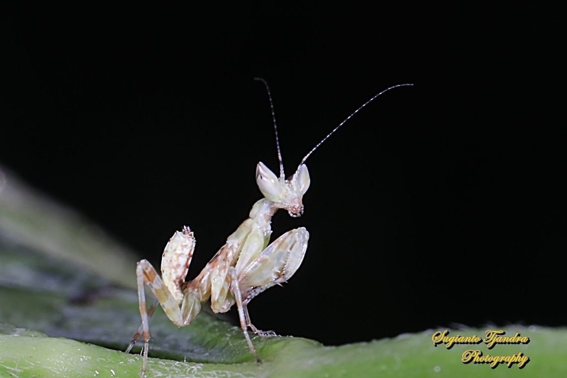 Flower mantis Nymph - Creobroter Sp  Fall,Geotagged,Indonesia