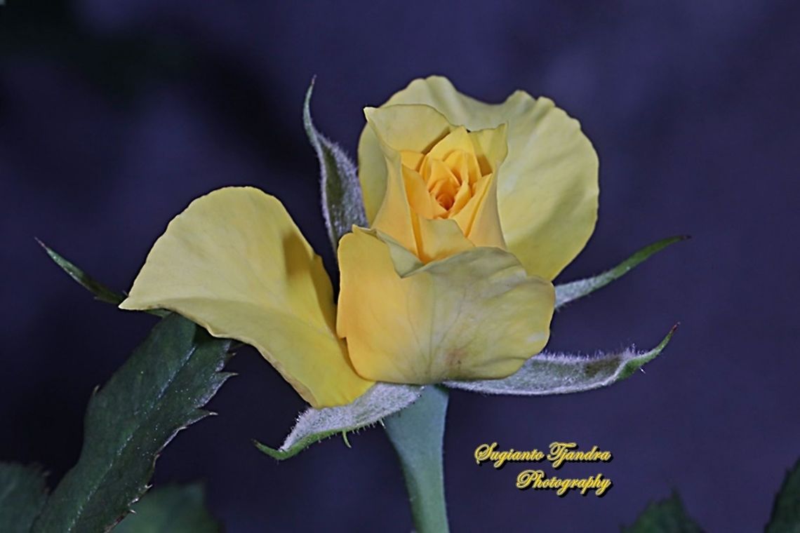 Yellow Rose  Fall,Geotagged,Indonesia