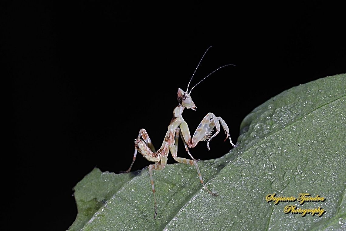 Flower mantis Nymph - Creobroter Sp  Fall,Geotagged,Indonesia