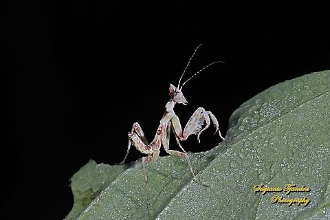 Flower mantis Nymph - Creobroter Sp  Fall,Geotagged,Indonesia