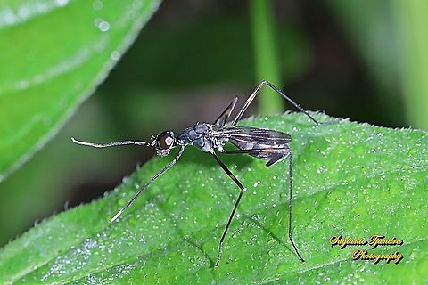 Stilt-Legged Fly (Taeniaptera trivittata), FamilyMicropezidae  Fall,Geotagged,Indonesia,Taeniaptera trivittata
