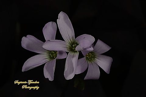 Love Plant flower/Purple Passion, Oxalis triangularis  Fall,False Shamrock,Geotagged,Indonesia,Oxalis triangularis