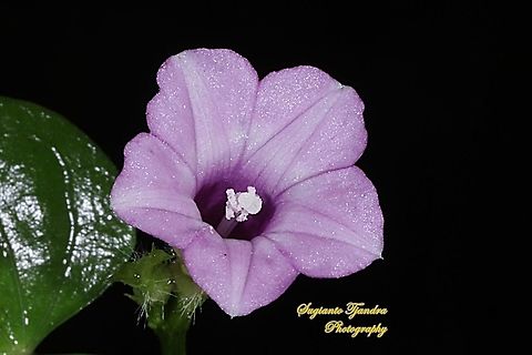 Littlebell/Three-lobe morning glory (Ipomoea triloba)  Aiea morning glory,Fall,Geotagged,Indonesia,Ipomoea triloba