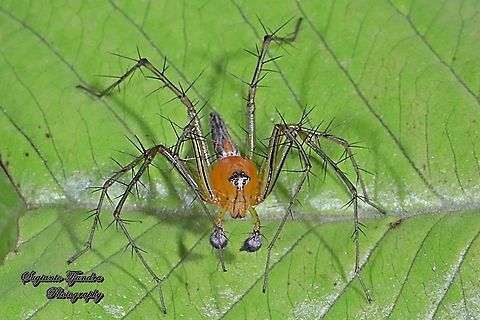 Lynx Spider, Oxyopidae sp. - Male  Fall,Geotagged,Indonesia