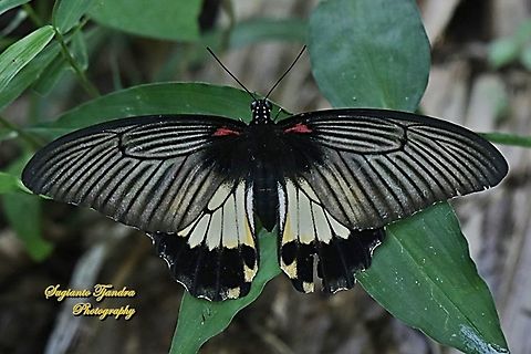 Great Mormon Butterfly, Papilio memnon memnon f. hiera (Papilionidae) - female upperside  Fall,Geotagged,Great Mormon,Indonesia,Papilio memnon