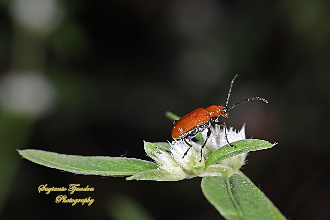 Orange leaf beetle, Chrysomelidae  Fall,Geotagged,Indonesia