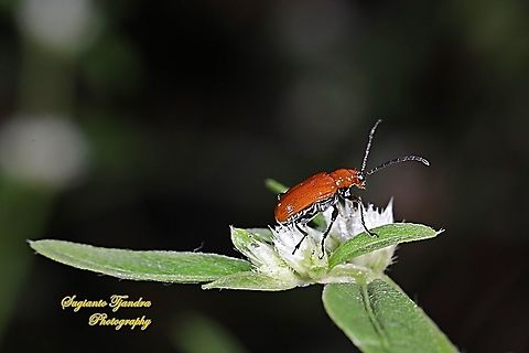 Orange leaf beetle, Chrysomelidae  Fall,Geotagged,Indonesia
