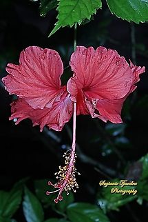 Red Hibiscus flower/Kembang Sepatu, Hibiscus rosa-sinensis  Chinese hibiscus,Fall,Geotagged,Hibiscus rosa-sinensis,Indonesia
