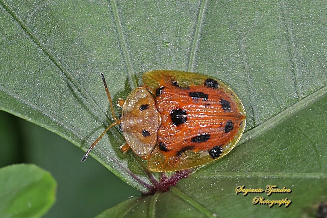 Tortoise beetle , Laccoptera tredecimpunctata, Family Chrysomelidae.  Fall,Geotagged,Indonesia,Laccoptera tredecimpunctata