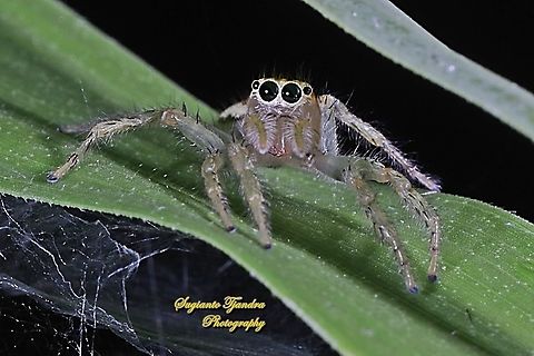 Jumping Spider  Fall,Geotagged,Indonesia