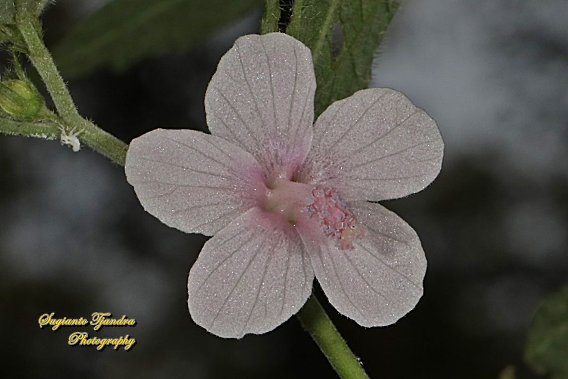 Caesarweed flower, Urena lobata  Geotagged,Indonesia,Urena lobata,Winter