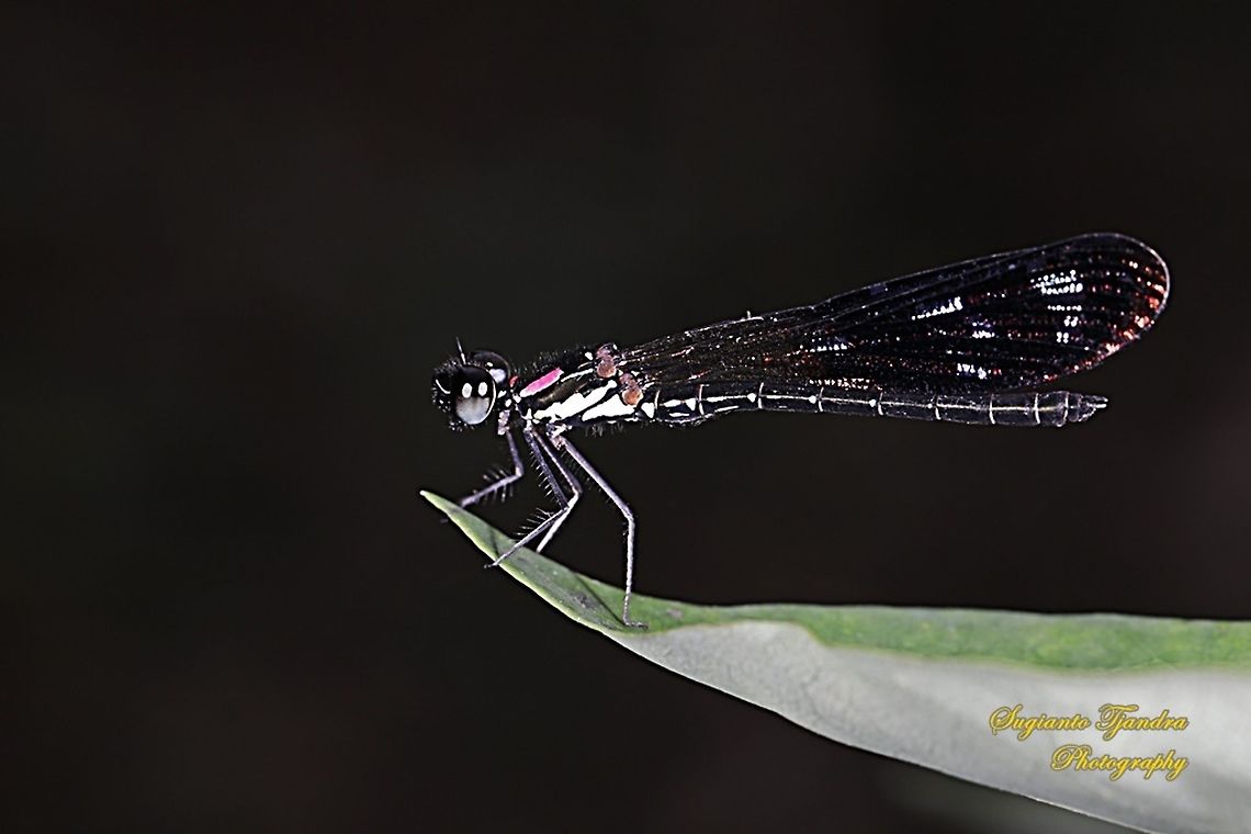 Jewel damselfly/Rhinocypha fenestrata, family Chlorocyphidae - male  Fall,Geotagged,Indonesia,Rhinocypha Fenestrata,Rhinocypha fenestrata